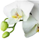 Fondant Ausstecher Orchideen kaufen